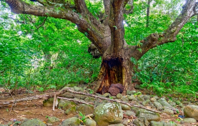 Lescalier Land Pic 11.jpg